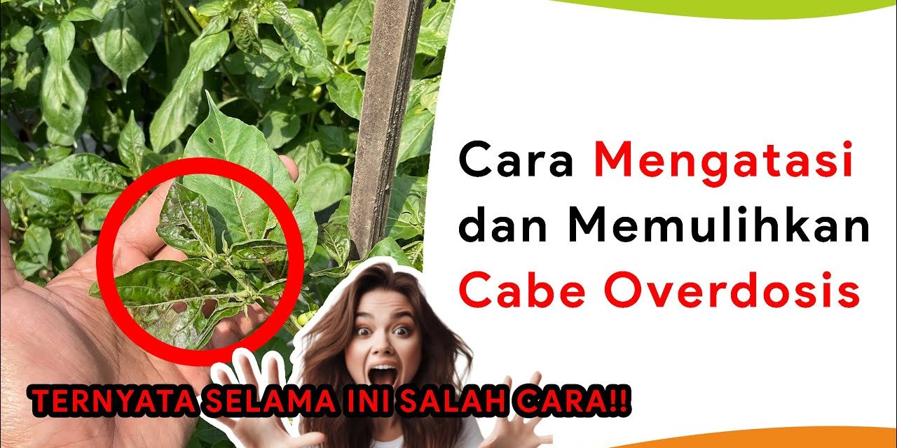 Tanaman Cabai Layu? Bisa Jadi Overdosis Pupuk, Ini Cirinya