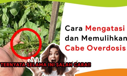 Tanaman Cabai Layu? Bisa Jadi Overdosis Pupuk, Ini Cirinya