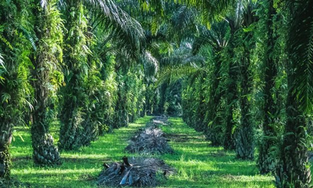Sawit Indonesia Tancap Gas, Lolos Standar Keberlanjutan Dunia