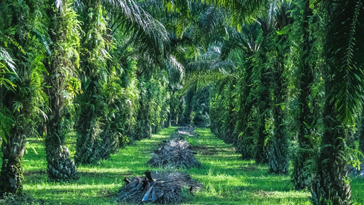 Sawit Indonesia Tancap Gas