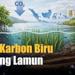 Padang Lamun Jadi Sorotan BRIN Karena Menyimpan Karbon