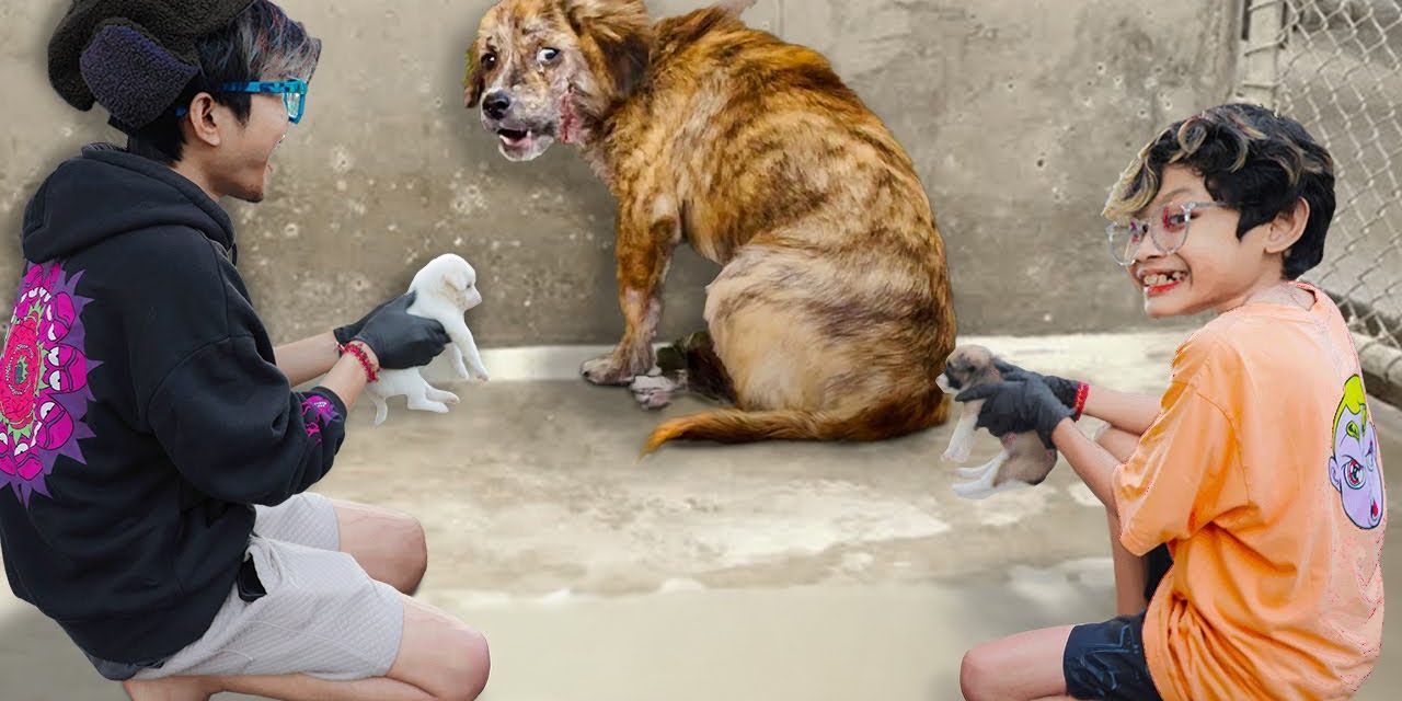 Kisah Aneh Di Italia: Latih Anjing Buang Sampah Berujung Denda