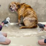 Kisah Aneh Di Italia: Latih Anjing Buang Sampah Berujung Denda