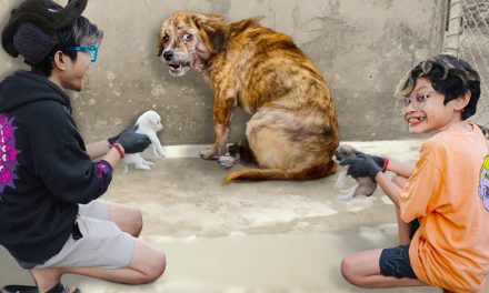 Kisah Aneh Di Italia: Latih Anjing Buang Sampah Berujung Denda