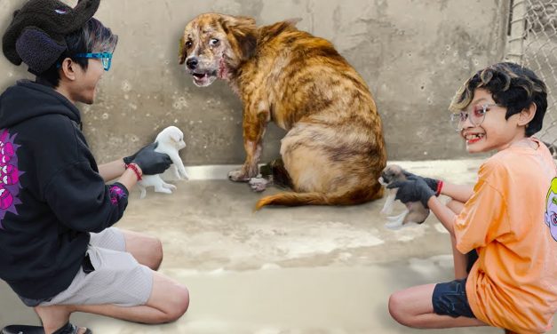 Kisah Aneh Di Italia: Latih Anjing Buang Sampah Berujung Denda