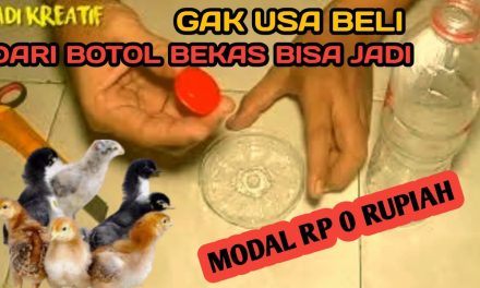Kreasi Botol Bekas: Tempat Minum Ayam Otomatis Yang Praktis