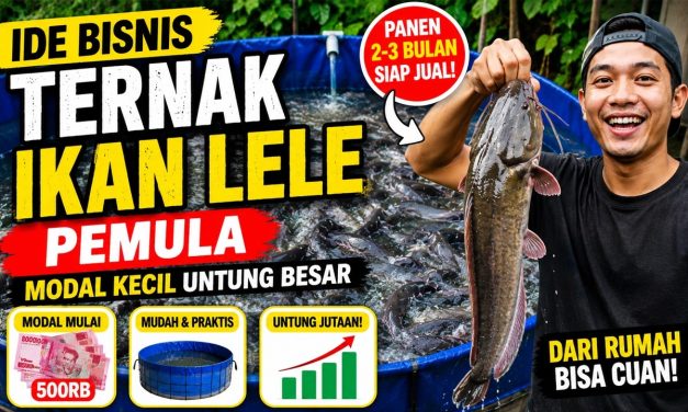 Usaha Ternak Ikan Lele: Modal Mulai Dari Rp 1 Juta Ke Bawah