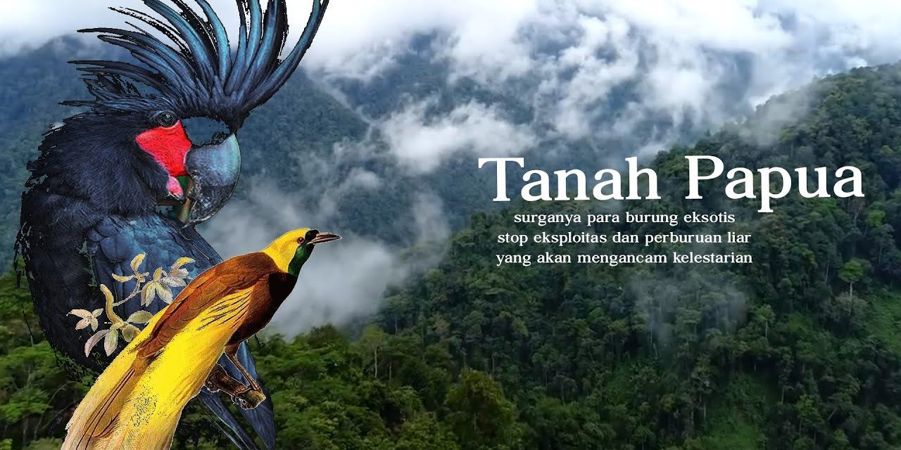 Burung Paradise Perhiasan Hidup Di Rimba Alam Papua Indonesia