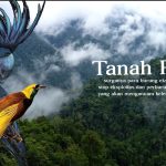 Burung Paradise Perhiasan Hidup Di Rimba Alam Papua Indonesia