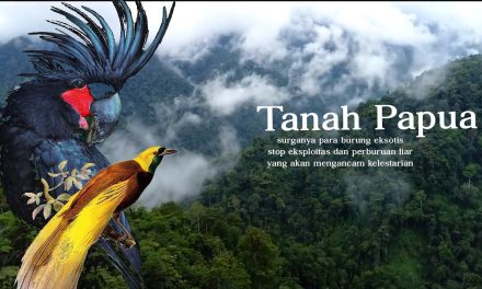 Burung Paradise Perhiasan Hidup Di Rimba Alam Papua Indonesia