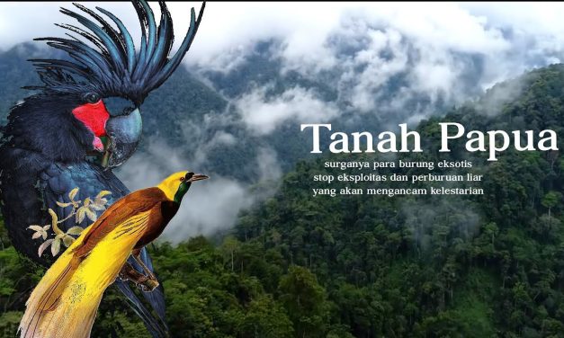 Burung Paradise Perhiasan Hidup Di Rimba Alam Papua Indonesia