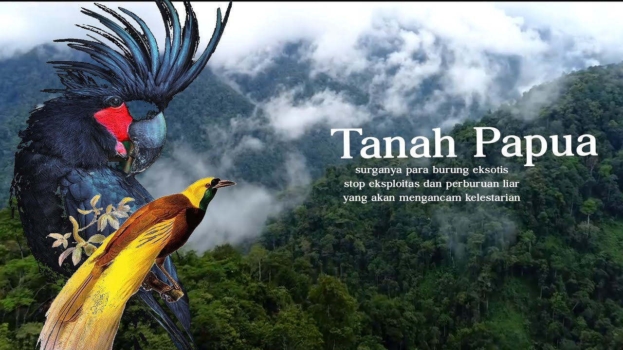 Burung Paradise