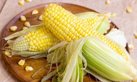 Buah Jagung Manis Menjadi Buah Populer Dan Kaya Nutrisi